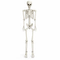 5.4 FT Poseable Skeleton A35637