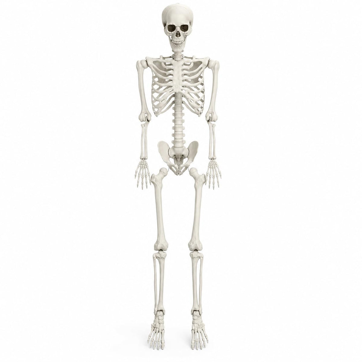5.4 FT Poseable Skeleton A35637
