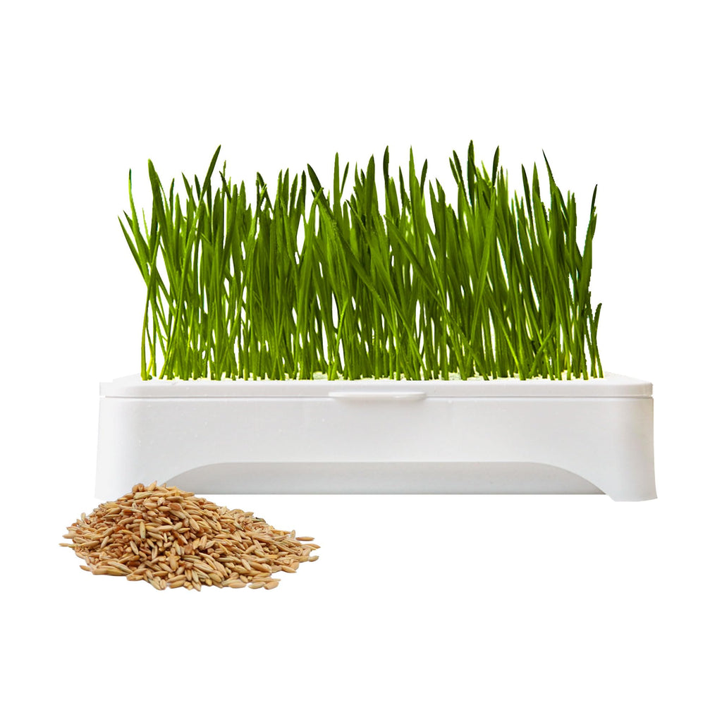 Cat Grass Kit with Organic Seeds Mix and Hydroponic Sprout Tray R7903
