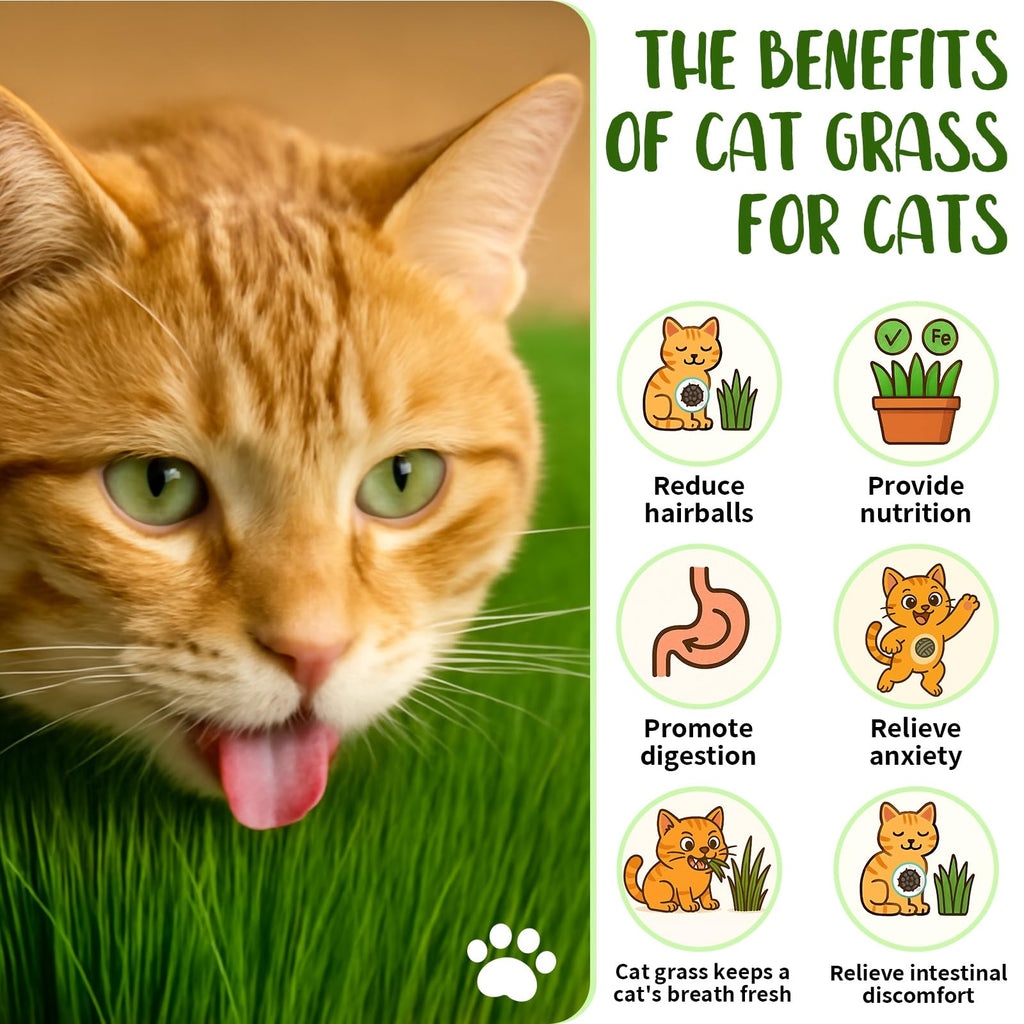 Cat Grass Growing Kit O695