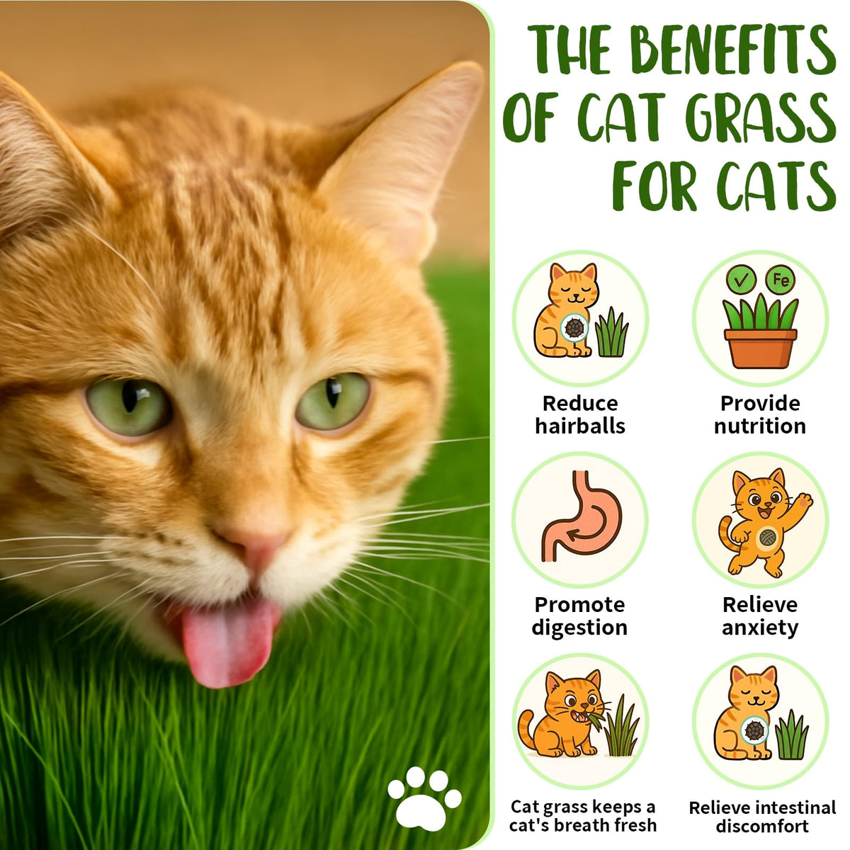 Cat Grass Growing Kit O695