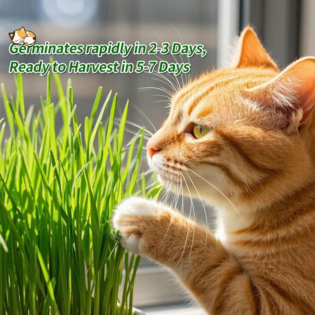 Cat Grass Kit with Organic Seeds Mix and Hydroponic Sprout Tray R7903
