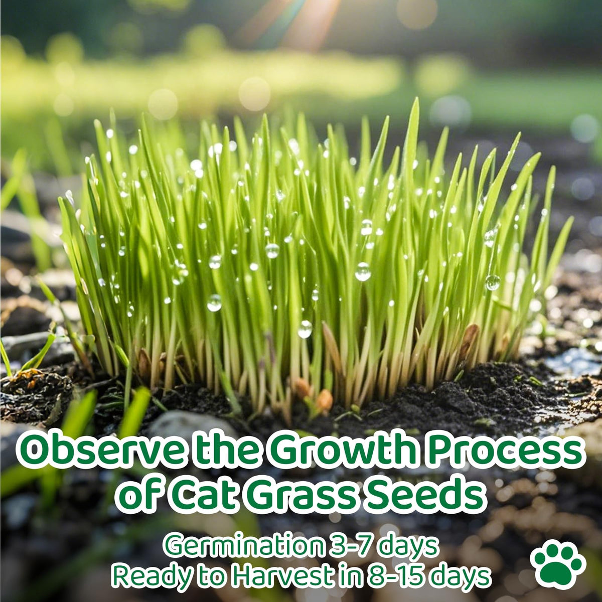 Cat Grass Growing Kit O695