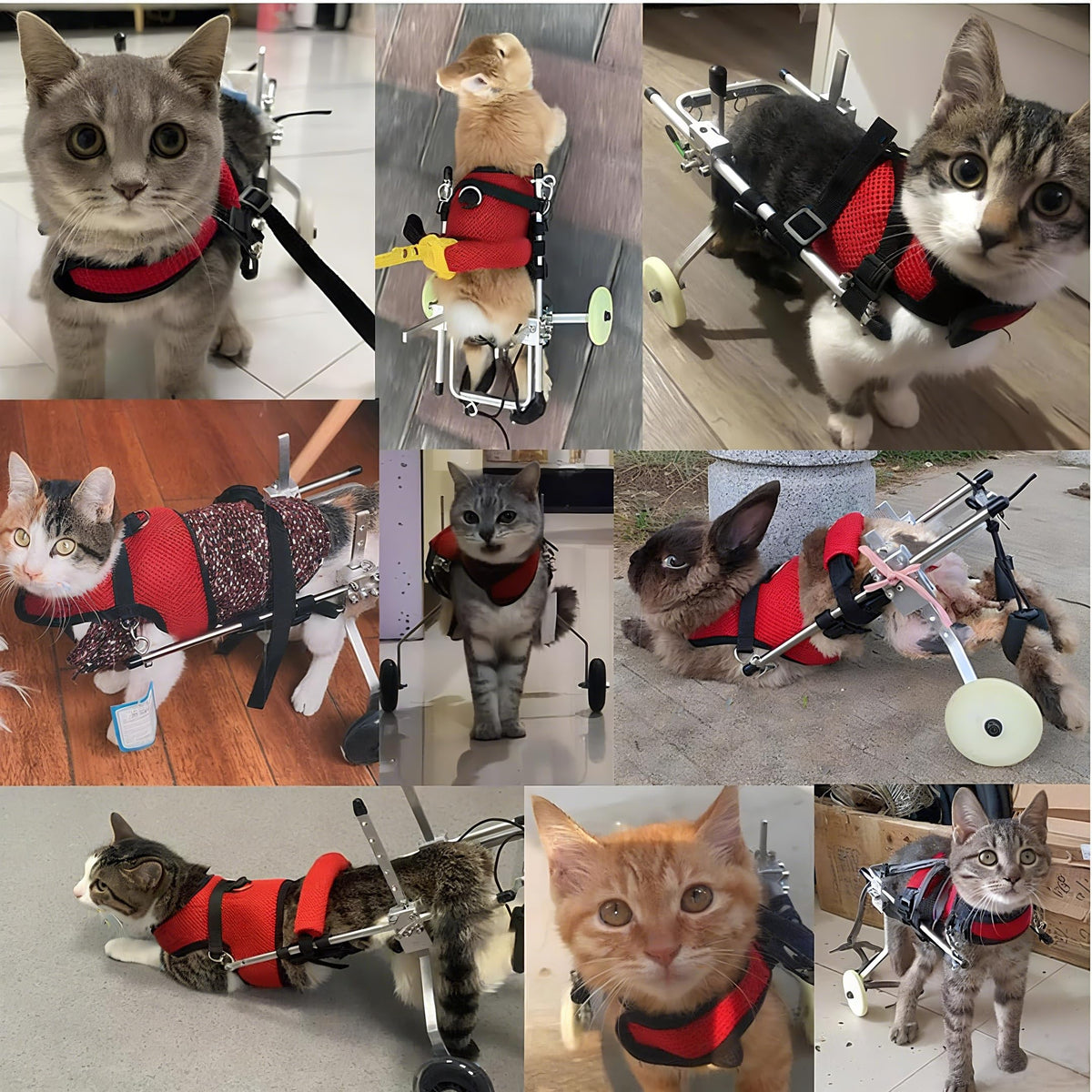 Adjustable 2 Wheels Pet Wheelchair D786